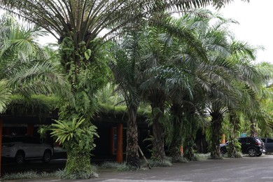 Photo of Palm trees with green leaves growing outdoors