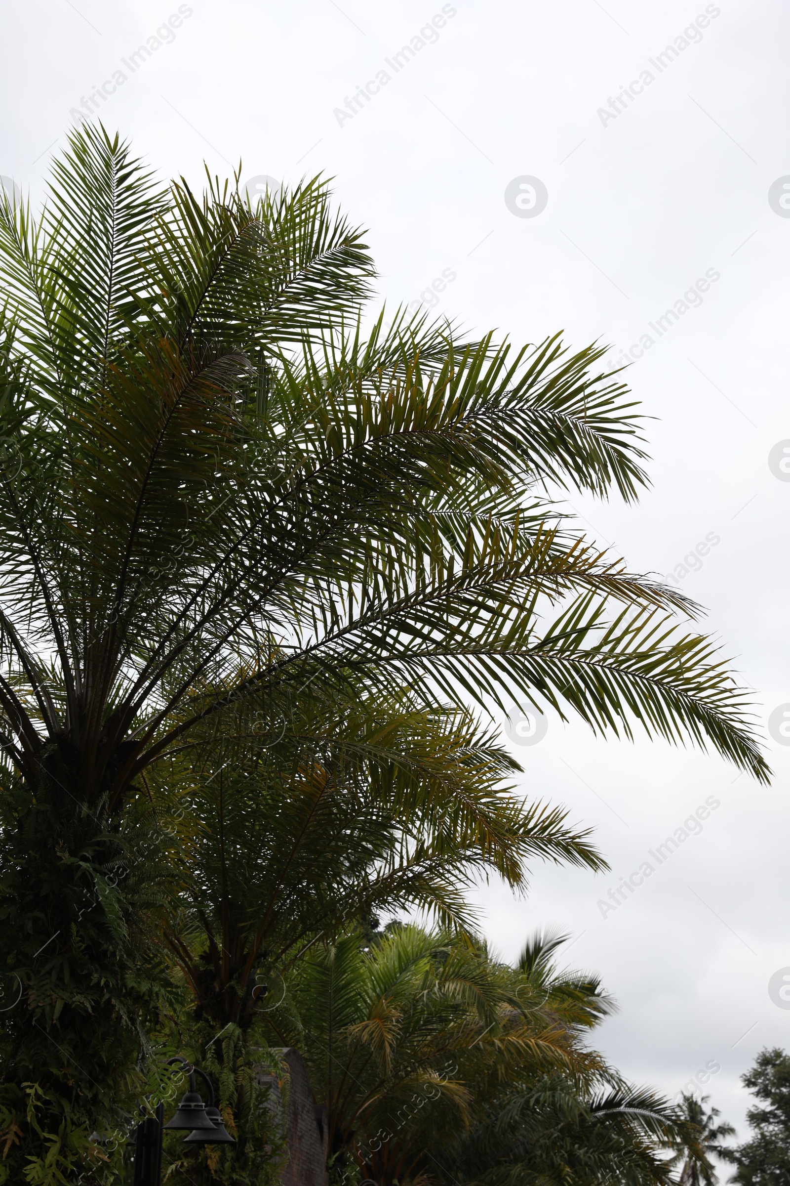 Palm trees with green leaves growing outdoors Photo of Palm trees with green leaves growing outdoors