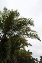 Photo of Palm trees with green leaves growing outdoors