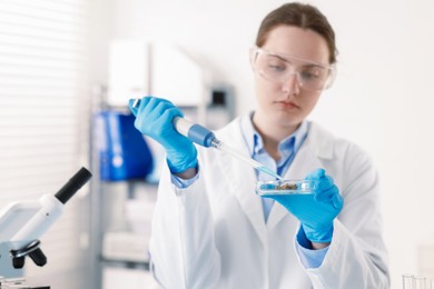 Photo of Scientist working with sample in Petri dish in laboratory, selective focus