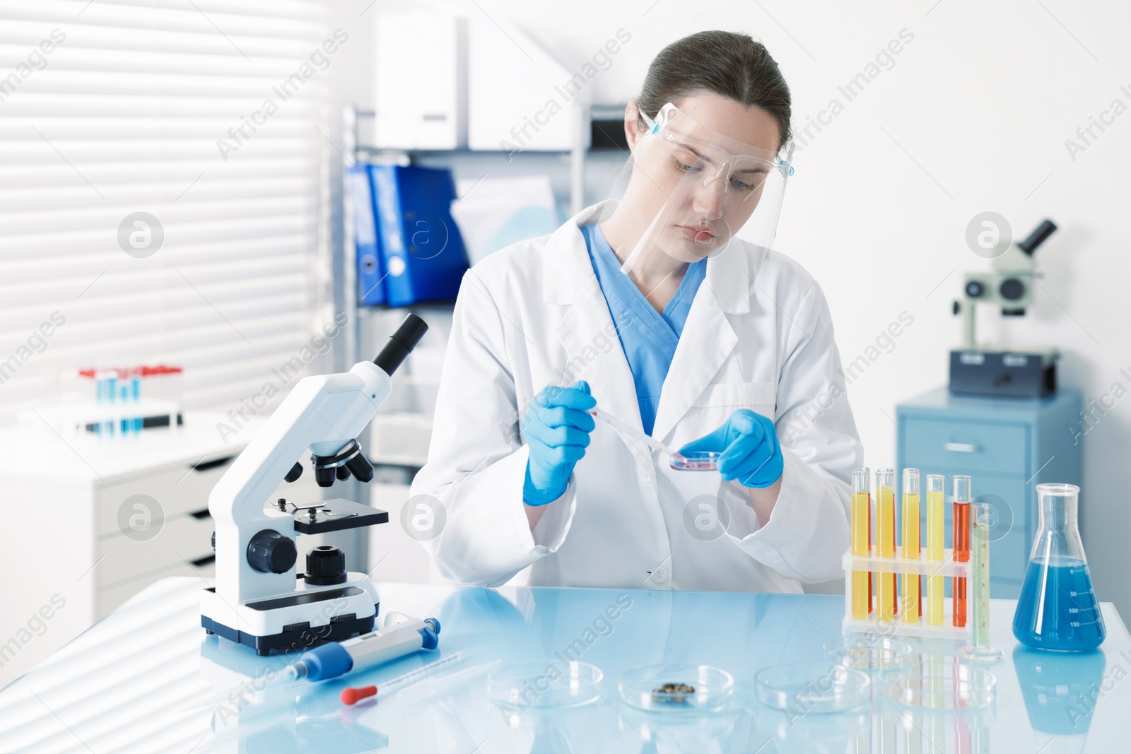 Scientist working with sample in Petri dish at table in laboratory Photo of Scientist working with sample in Petri dish at table in laboratory