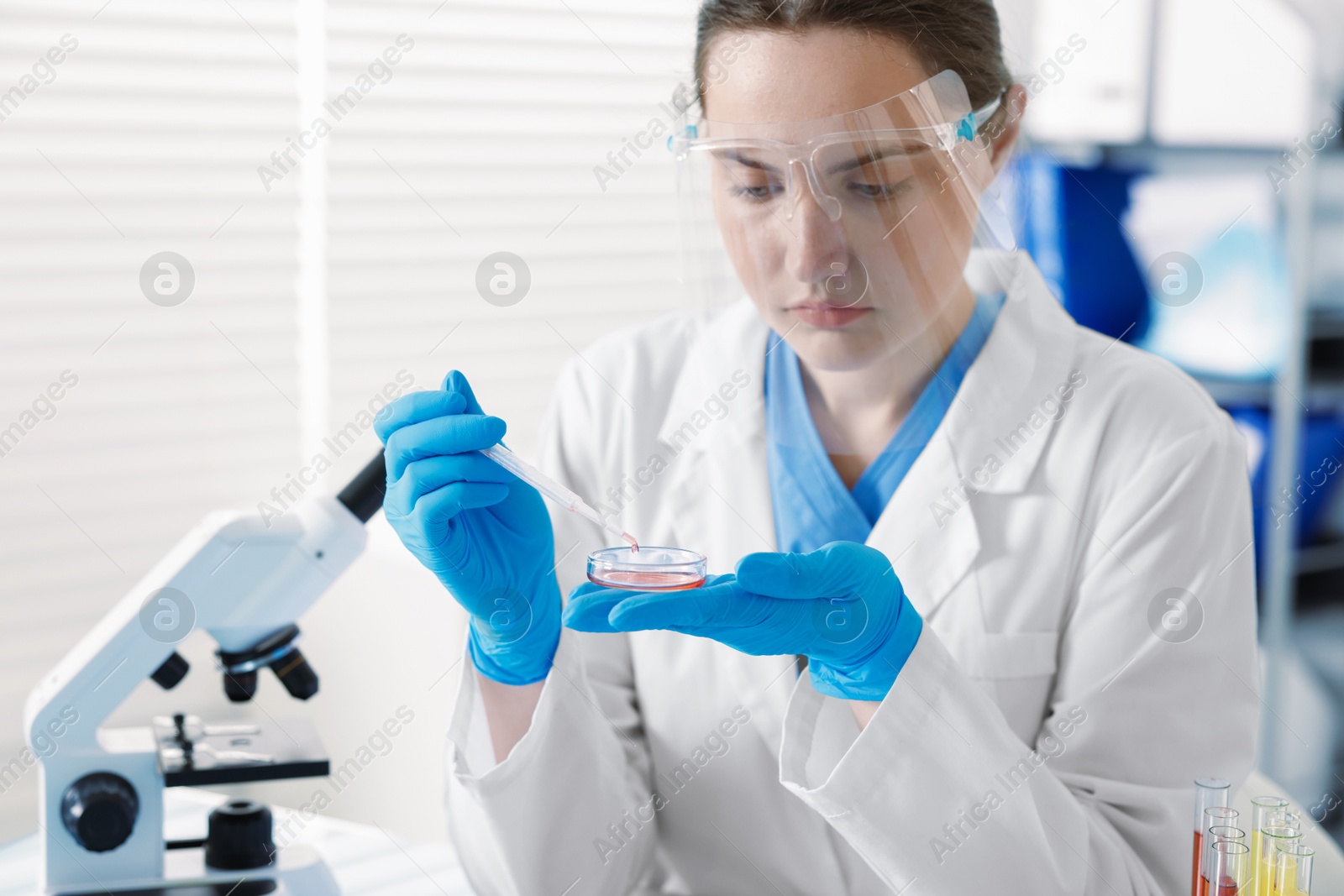 Scientist working with sample in Petri dish in laboratory Photo of Scientist working with sample in Petri dish in laboratory