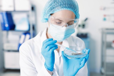 Photo of Scientist working with sample in Petri dish in laboratory