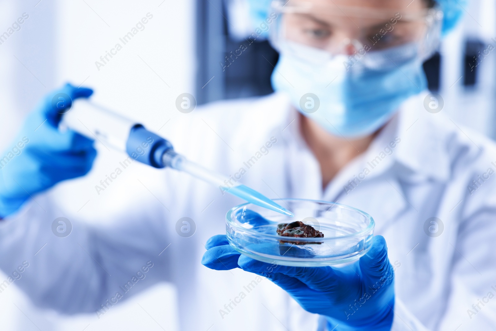 Scientist working with sample in Petri dish in laboratory, selective focus Photo of Scientist working with sample in Petri dish in laboratory, selective focus