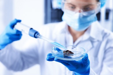 Photo of Scientist working with sample in Petri dish in laboratory, selective focus