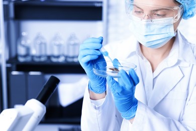 Photo of Scientist working with sample in Petri dish in laboratory, closeup