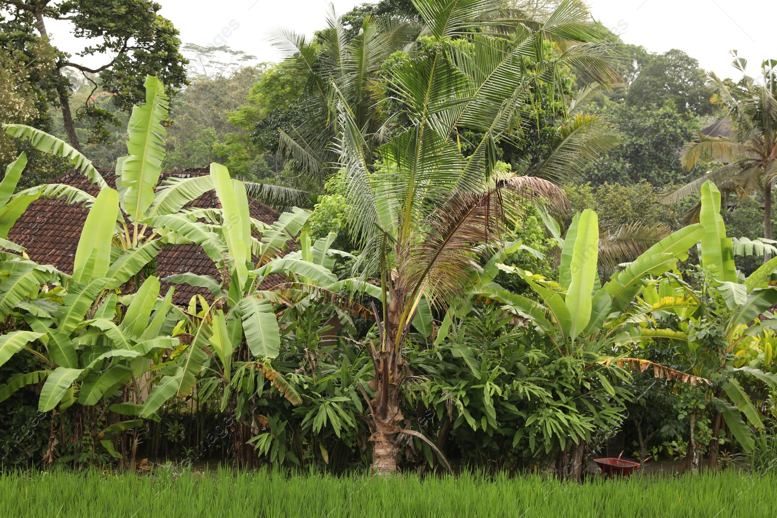 Different wild plants growing outdoors. Lush green Photo of Different wild plants growing outdoors. Lush green