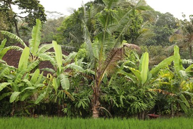 Photo of Different wild plants growing outdoors. Lush green