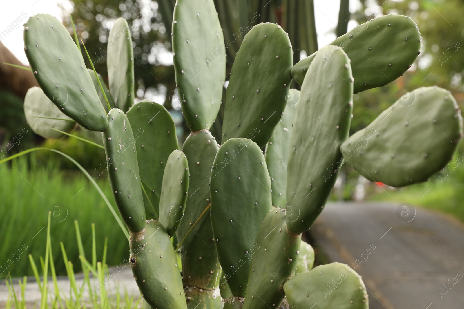 Beautiful cactus plant growing in park, closeup Photo of Beautiful cactus plant growing in park, closeup