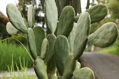 Photo of Beautiful cactus plant growing in park, closeup