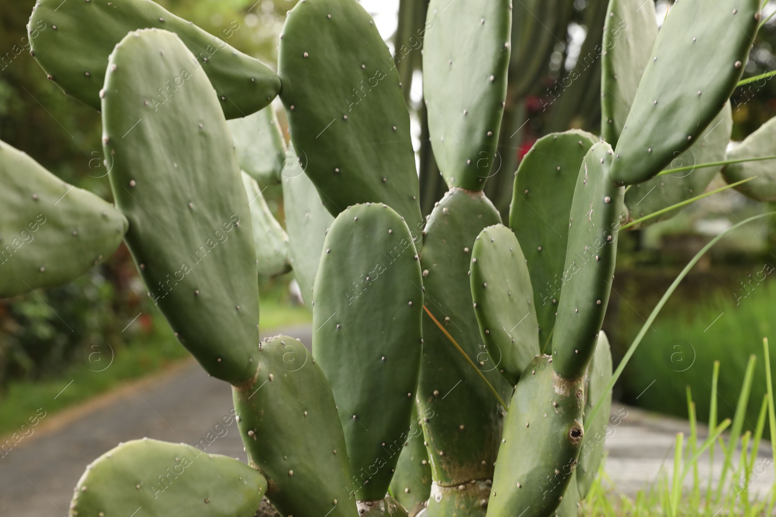 Beautiful cactus plant growing in park, closeup Photo of Beautiful cactus plant growing in park, closeup
