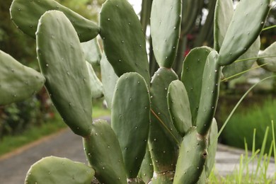 Photo of Beautiful cactus plant growing in park, closeup