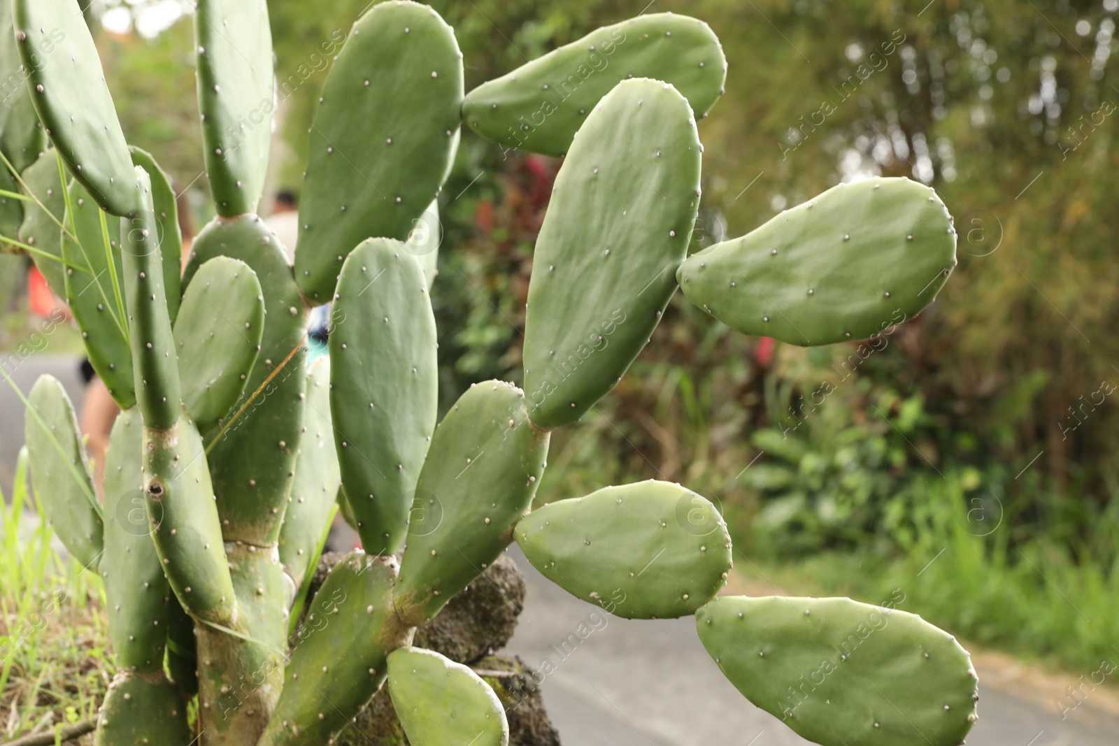 Beautiful cactus plant growing in park, closeup Photo of Beautiful cactus plant growing in park, closeup