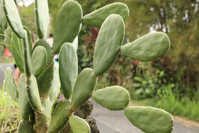 Photo of Beautiful cactus plant growing in park, closeup