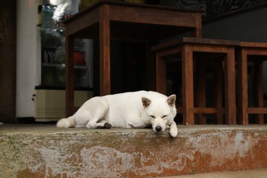 Photo of Cute white dog lying on stone surface outdoors