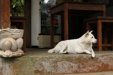 Photo of Cute white dog lying on stone surface outdoors