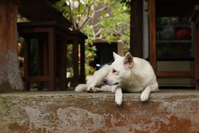 Photo of Cute white dog lying on stone surface outdoors
