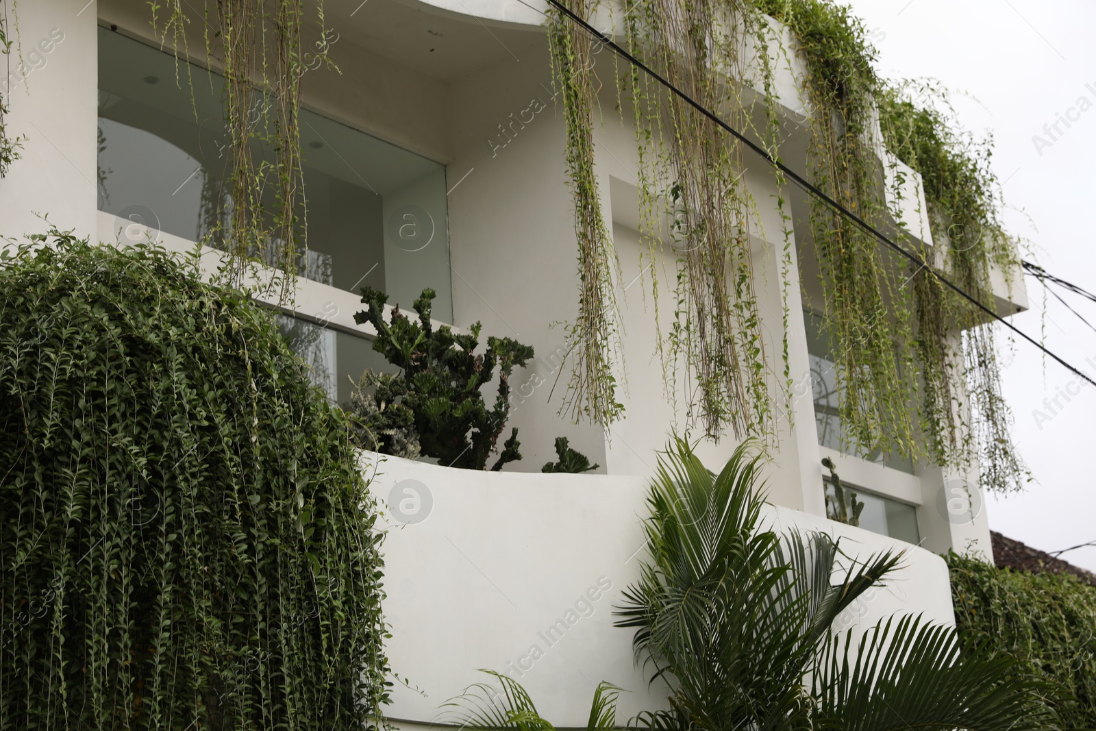 Beautiful green plants growing on building, low angle view Photo of Beautiful green plants growing on building, low angle view