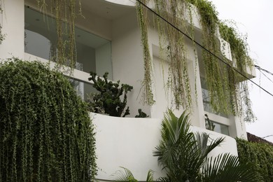 Photo of Beautiful green plants growing on building, low angle view