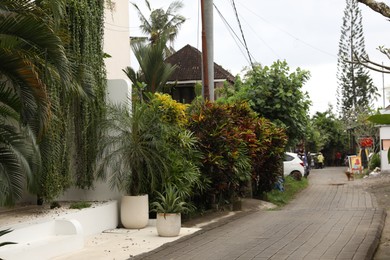 Photo of Different tropical plants growing on city street