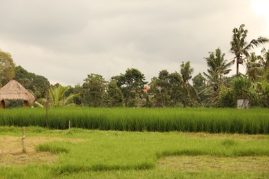 Photo of View of rice field and tropical plants