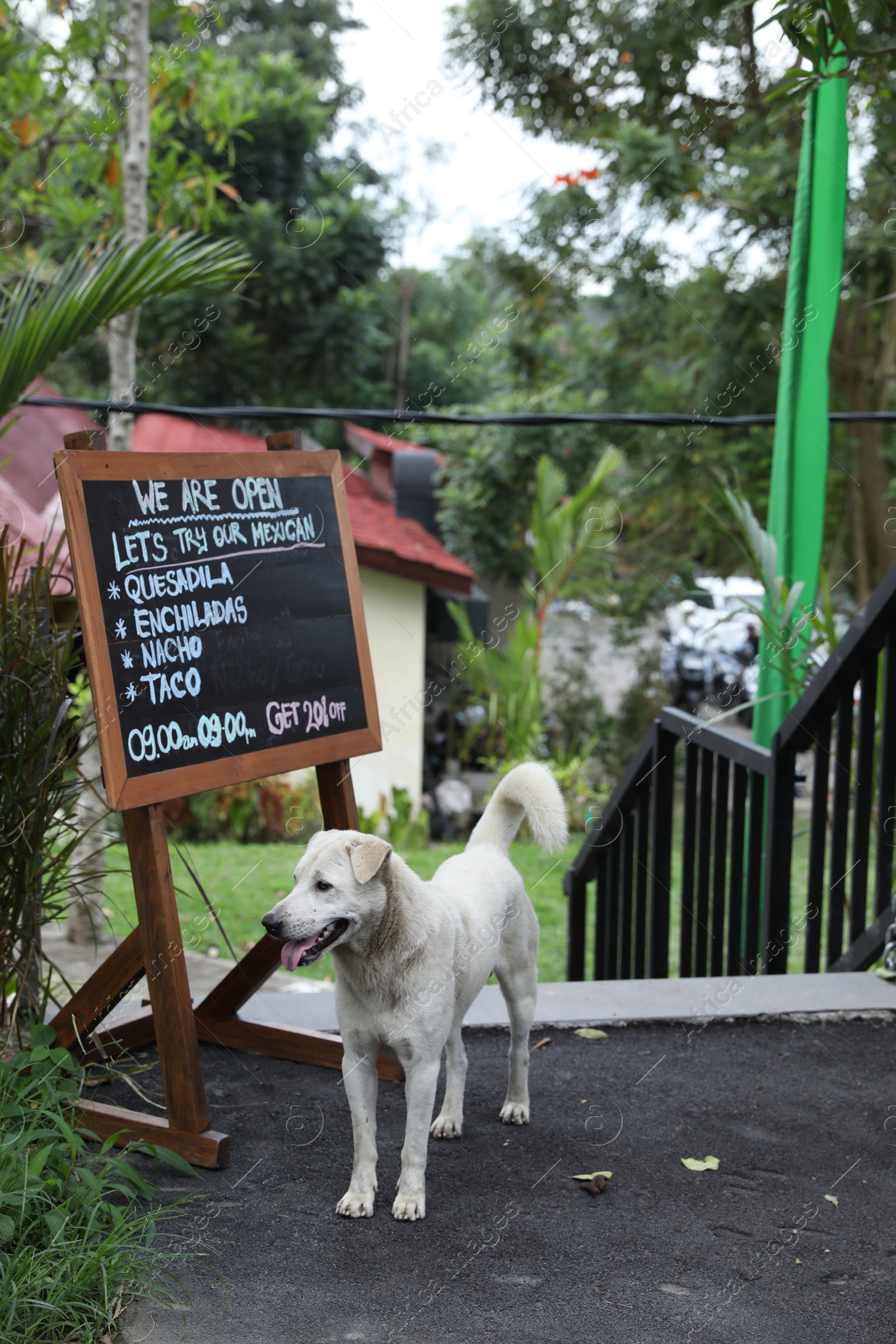 Bali, Indonesia - May 31, 2025: Cute dog near restaurant sign outdoors Photo of Bali, Indonesia - May 31, 2025: Cute dog near restaurant sign outdoors
