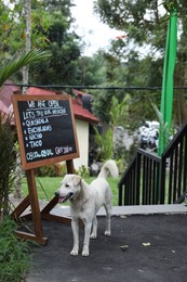 Photo of Bali, Indonesia - May 31, 2025: Cute dog near restaurant sign outdoors