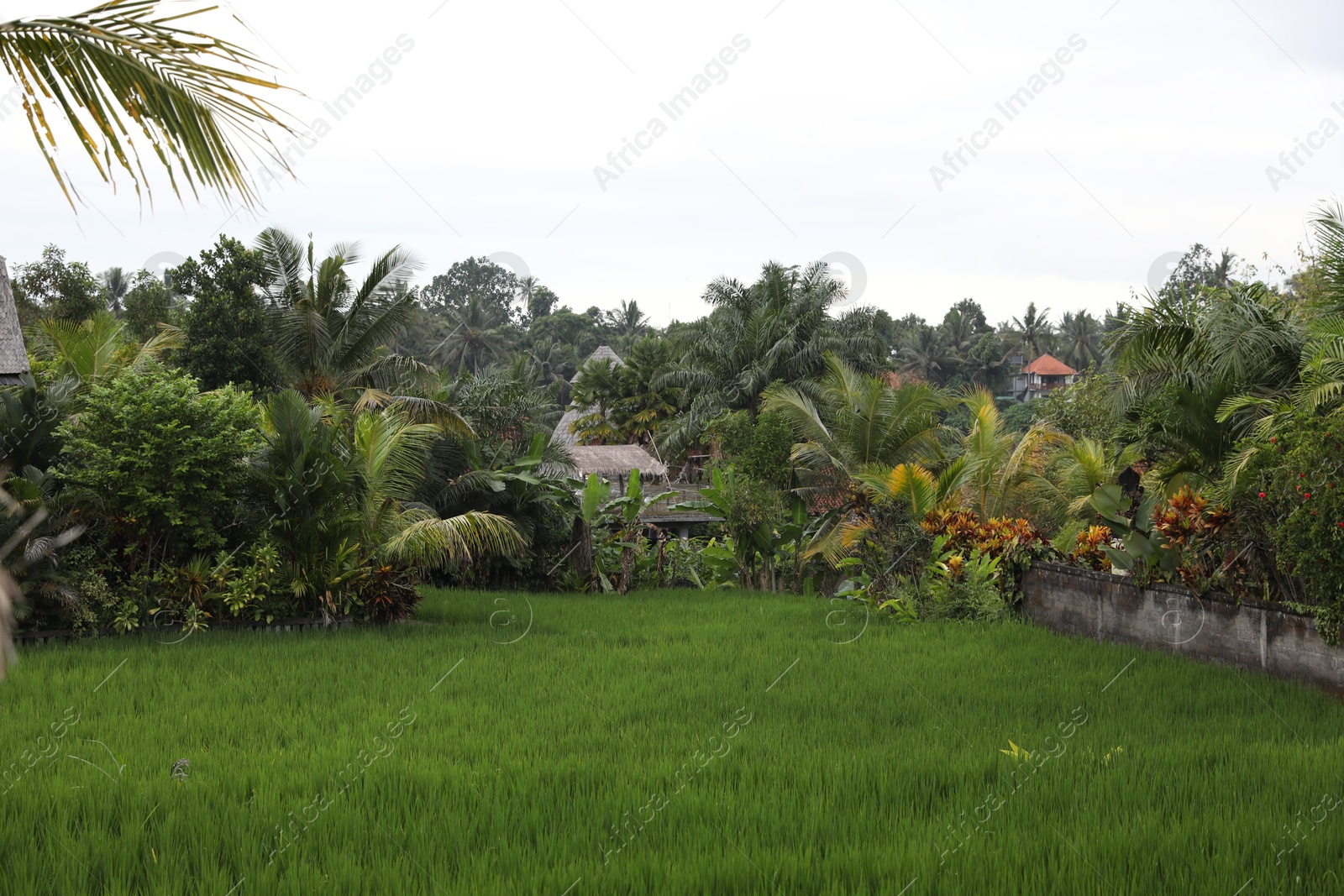 Different wild plants growing outdoors. Lush green Photo of Different wild plants growing outdoors. Lush green