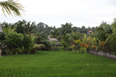 Photo of Different wild plants growing outdoors. Lush green
