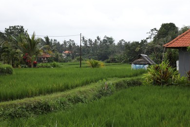 Photo of Different vibrant plants and buildings in countryside