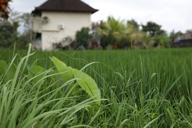 Photo of Lush green grass growing outdoors, closeup view