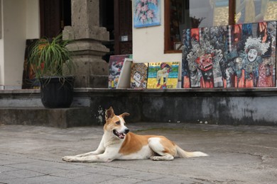 Photo of Bali, Indonesia - May 31, 2025: Cute dog lying outdoors