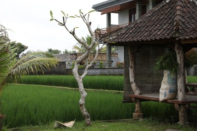 Photo of Bali, Indonesia - May 31, 2025: Beautiful tree and gazebo at resort