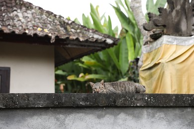 Photo of Cute tabby cat resting on fence outdoors