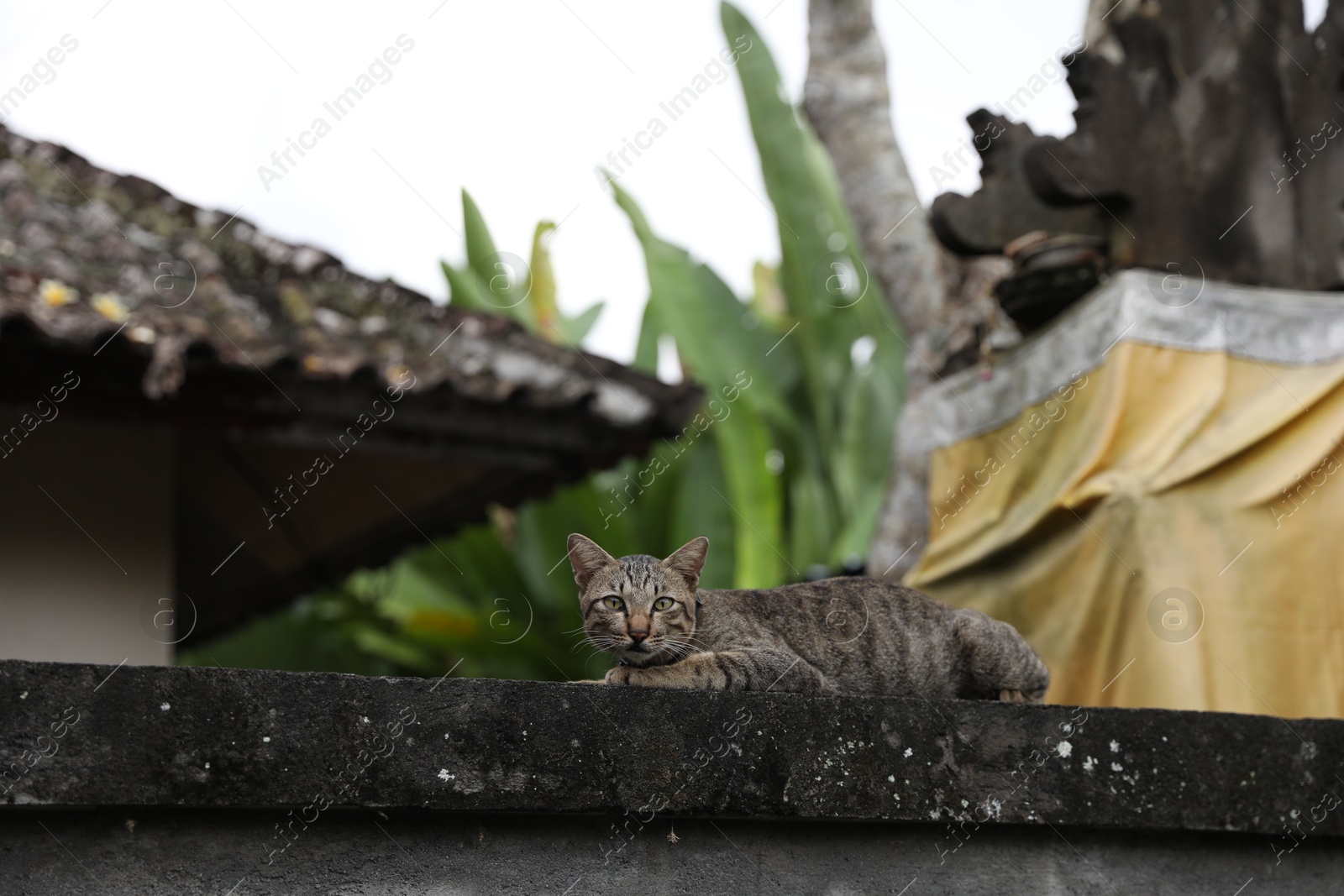 Photo of Cute tabby cat resting on fence outdoors