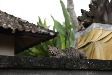 Photo of Cute tabby cat resting on fence outdoors