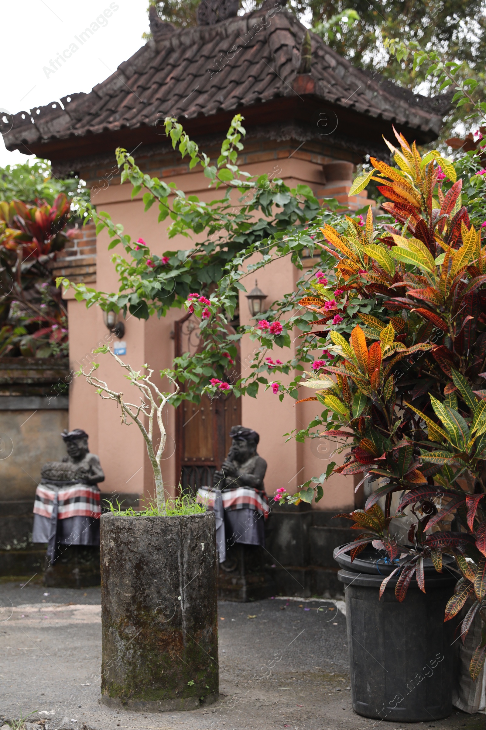 Bali, Indonesia - May 31, 2025: Beautiful potted plants near temple Photo of Bali, Indonesia - May 31, 2025: Beautiful potted plants near temple