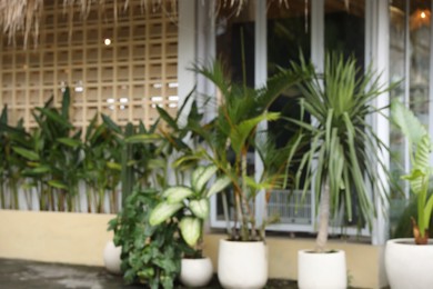 Photo of Blurred view of potted plants near hotel