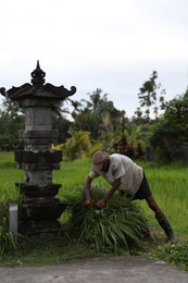 Photo of Bali, Indonesia - May 31, 2025: Man working in field