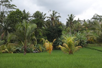Photo of Different wild plants growing outdoors. Lush green