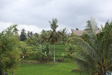 Photo of Many coconut palm trees with lush leaves outdoors