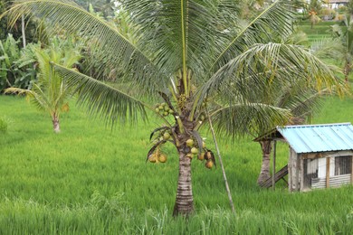 Photo of Many palm trees with coconuts growing outdoors