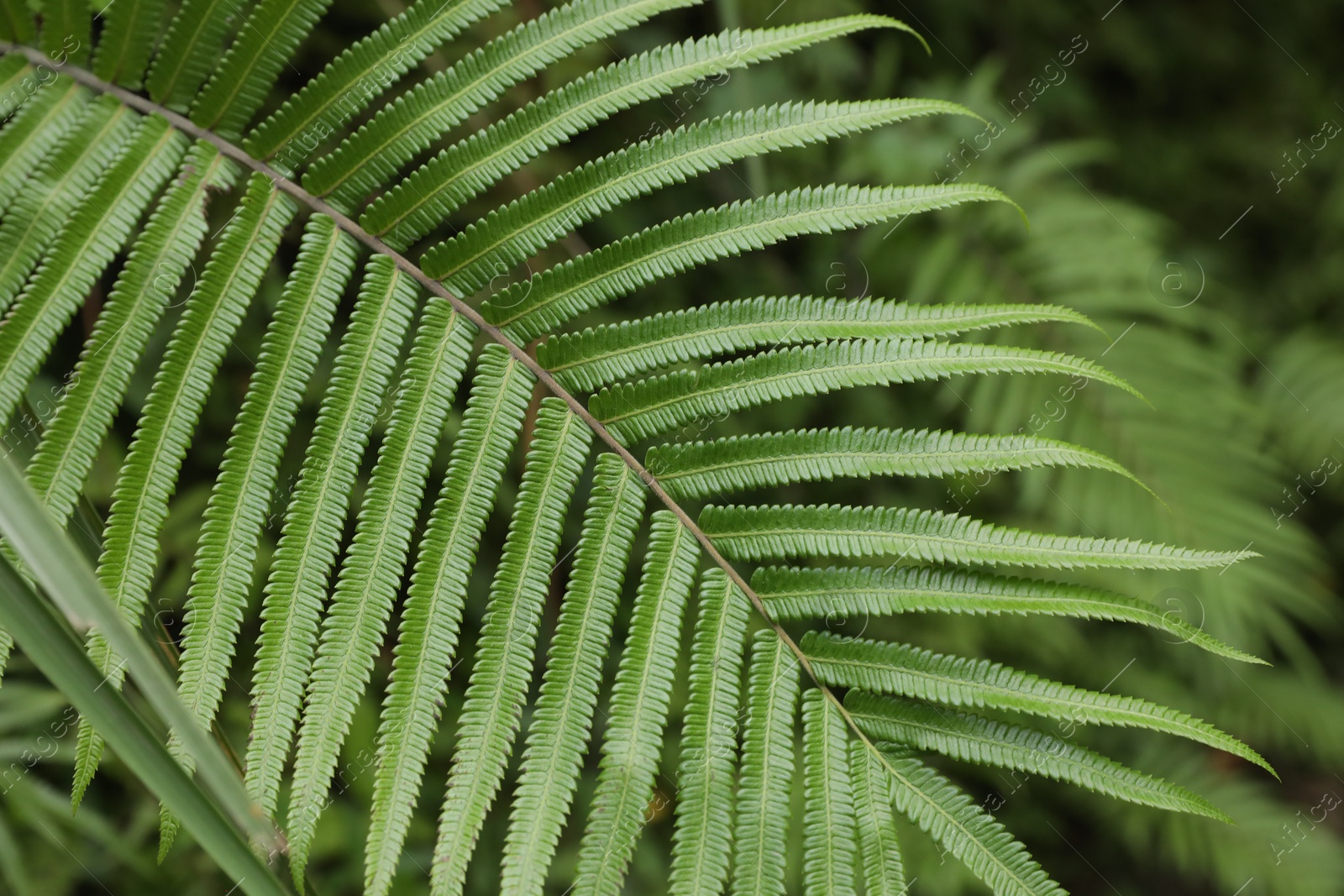 Beautiful fern plant growing in park, closeup Photo of Beautiful fern plant growing in park, closeup
