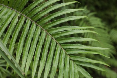 Photo of Beautiful fern plant growing in park, closeup