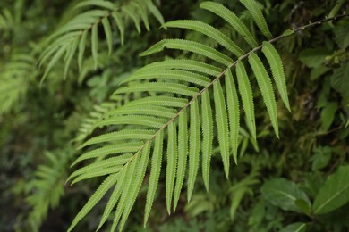 Photo of Beautiful fern plant growing in park, closeup