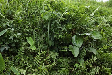 Photo of Thicket of lush green. Different wild plants growing outdoors