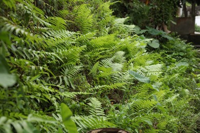 Photo of Thicket of lush green. Different wild plants growing outdoors