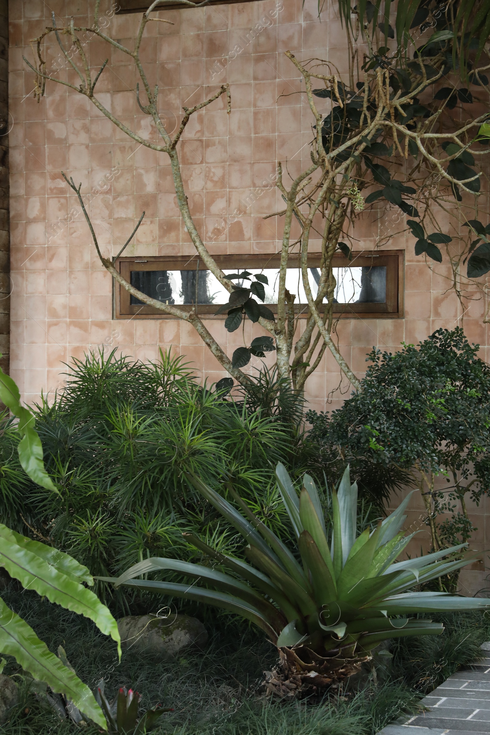 Photo of Bali, Indonesia - June 04, 2025: Different green plants growing near building
