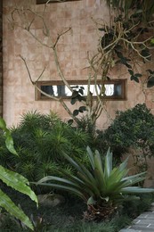 Photo of Bali, Indonesia - June 04, 2025: Different green plants growing near building