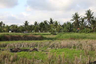 Photo of Picturesque view of field and palm trees